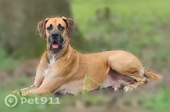 Lost male dog, Southwest 14 Street, 7765, Ocala — fawn Great Dane with a left-eye infection - photo