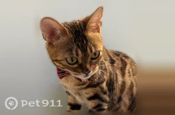 Missing cat Female, Baltimore (usl550073) - photo
