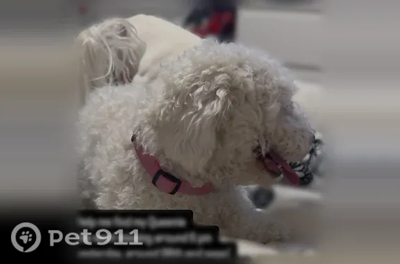 Lost dog, Sage Ranch Court, 9519, Albuquerque — female with white fur and a pink collar - photo