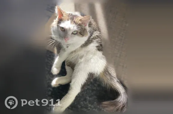 Missing cat Male, Canal Winchester (usl550076) - photo