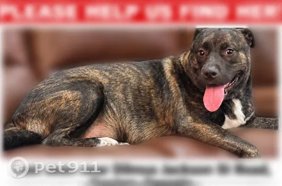 Lost Dog, Guyton, Georgia, Pooler — female, black and brown - photo