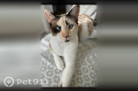 Missing cat Female, Austin (usl550080) - photo