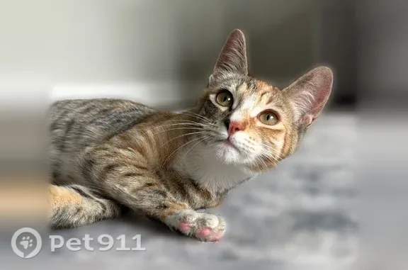 Missing cat Seattle, photo: Missing cat Female, Seattle (usl550083)