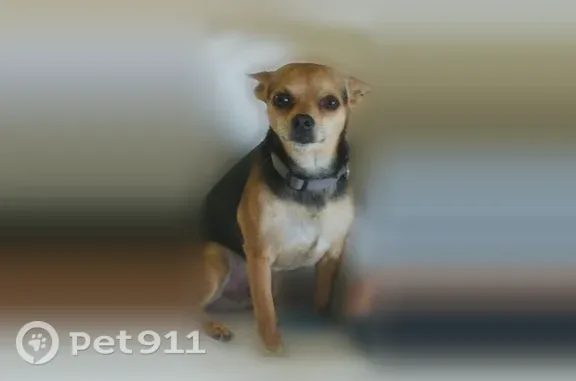 Lost dog, New Ross — male black-and-tan Chihuahua - photo