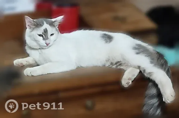 Lost male cat, West Trigger Lane, 12077, Tucson — deaf with a fluffy gray tail - photo