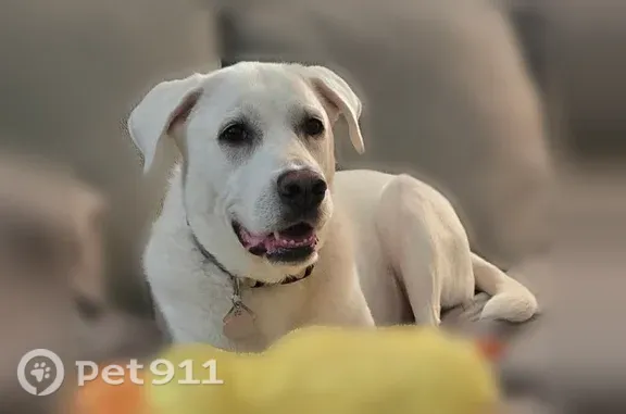 Missing dog Female, Wendell (usl550087) - photo