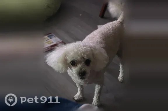 Lost dog, West Butterfield Drive, 14713, Sun City West, Sun City West — male toy poodle, very friendly - photo