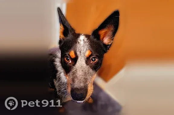 Lost dog, San Jacinto, San Bernardino — female blue heeler - photo