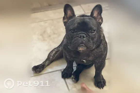 Lost dog, Bodega Drive, 6669, Spring Valley — small black male - photo