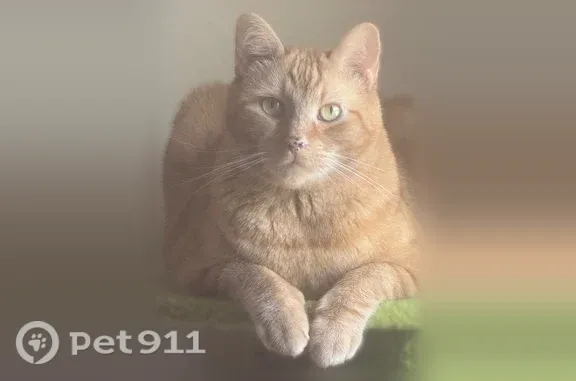 Lost male cat, West Pioneer Drive, 2824, Irving — orange with a long coat - photo
