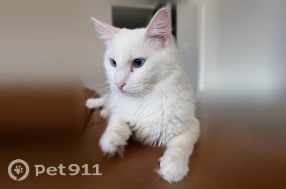 Lost male cat, 1501 Popps Ferry Rd Lot Z4, Biloxi — completely white with blue eyes - photo