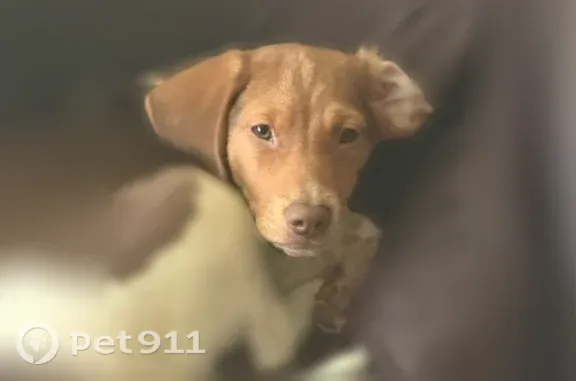 Lost dog, Roger Cole Road, Kentucky, Plum Springs — male beagle mix, 6 months old - photo