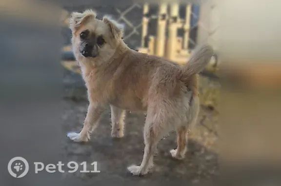 Found dog Chesapeake, photo: Found Dog, Chesapeake, Virginia, Chesapeake — blonde male