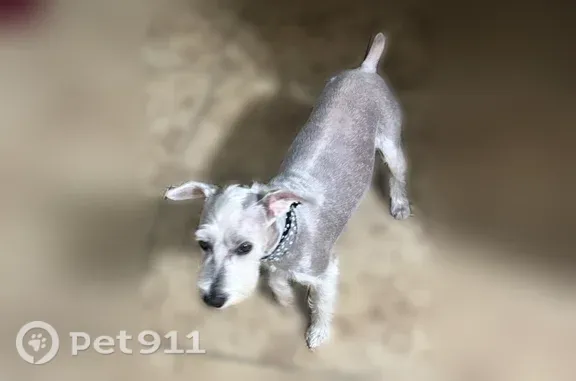 Lost dog, Tierra Halcon Drive, 14031, El Paso — white male schnauzer - photo