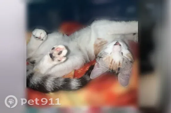 Missing cat Female, Byrnes Mill (usl550113) - photo
