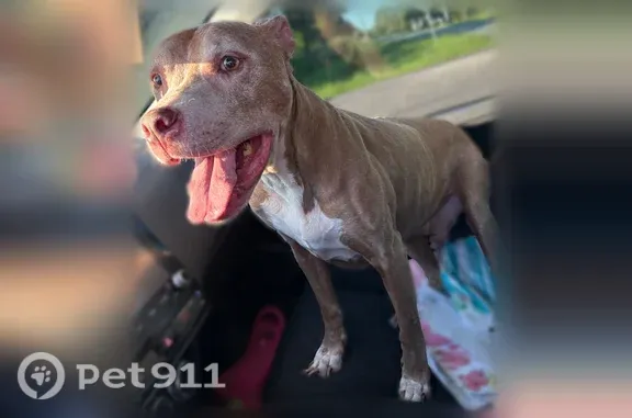 Found dog Pembroke Pines, photo: Found male dog, Keen Road, Fort Pierce, Pembroke Pines — Pitbull with a cut right ear