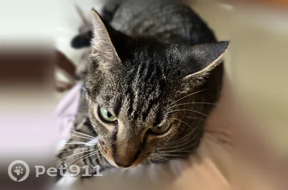 Lost cat, female, Sawtooth Oak Lane, 110, Youngsville, Arlington — small adult cat with a crooked tail - photo