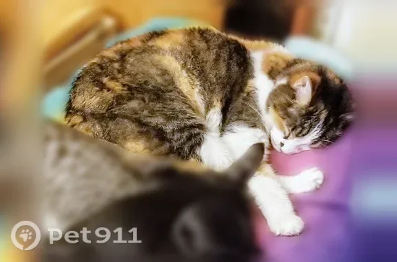 Lost male cat, South Beach Drive, 215, Monticello, Indianapolis — front declawed - photo