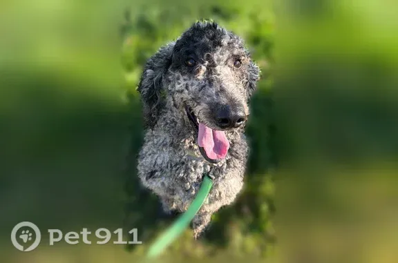 Lost dog, North Taylor Road, East Cleveland — male with a black and grey coat - photo