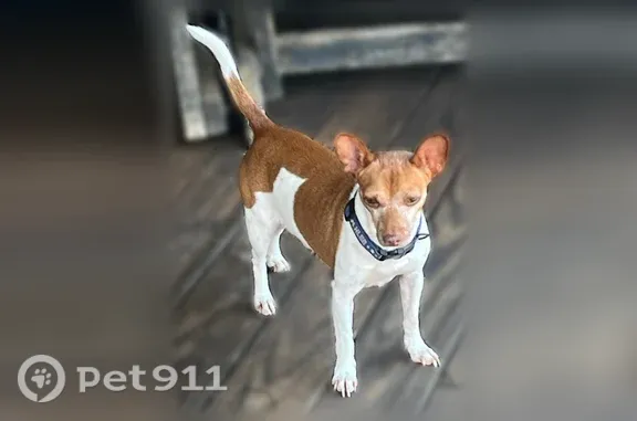 Lost male dog, Pelzer, South Carolina, Arlington — white Rat Terrier mix with amber eyes - photo