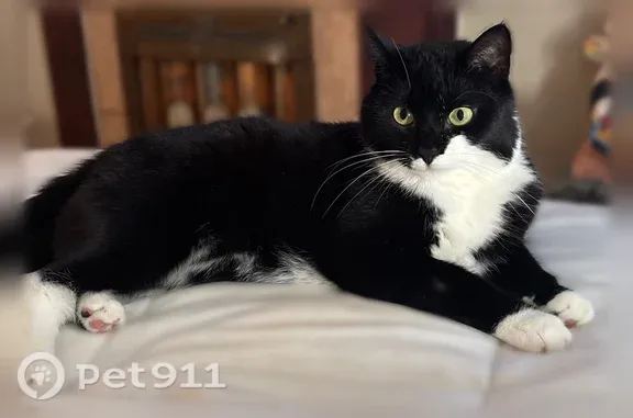 Lost cat, Hammell Boulevard, 4, Tottenham — female tuxedo cat with white paws - photo