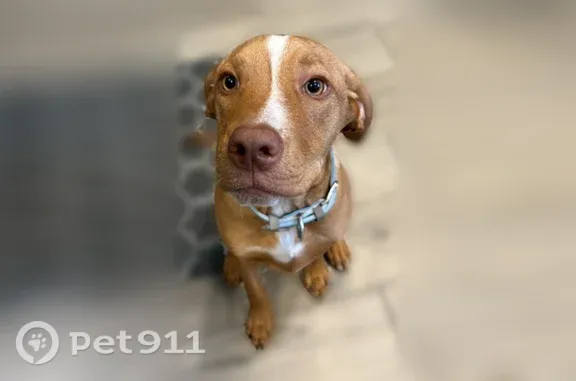 Lost dog, South Elm Avenue, 1750, Sanford — male with white chest - photo
