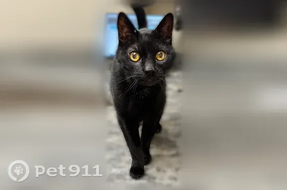 Lost cat, East Piedmont Road, 450, Phoenix — 16-year-old neutered male, black with white chest hairs - photo