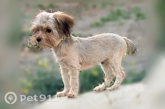 Lost dog, male, North Cashmere Way, Idaho, Rathdrum — teddy bear face - photo