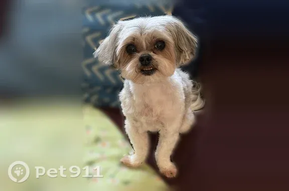 Lost dog, Admiralty Way, 15503, Lynnwood — female, white with brown patches - photo