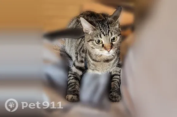 Lost cat, Pengrove Street, Cranston — friendly gray tabby - photo