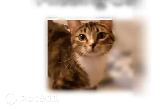 Lost cat, female, East Mill Street, Manheim — indoor-only and chunky - photo