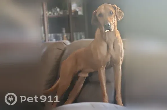 Lost Dog, East Oak Street, 602, Salem — Affectionate and Loves Car Rides - photo