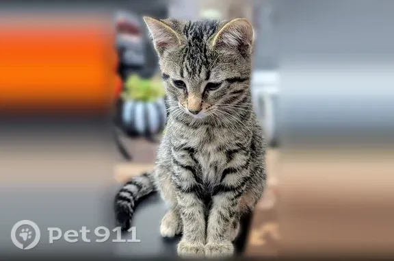 Missing cat Evansville, photo: Lost male cat, West Illinois Street, 2214, Evansville — friendly tabby kitten