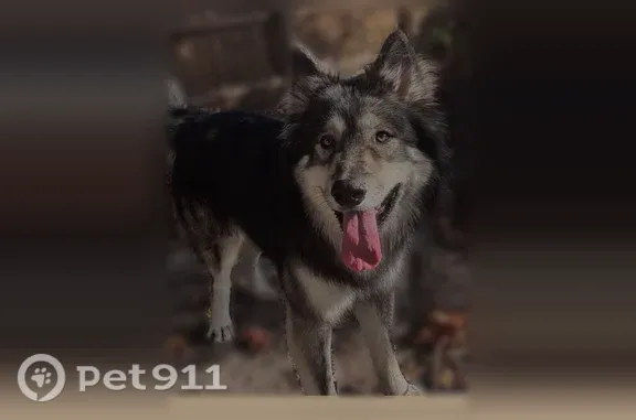 Missing dog Norfolk, photo: Lost dog, Airline Boulevard, Portsmouth, Norfolk — male with a green collar