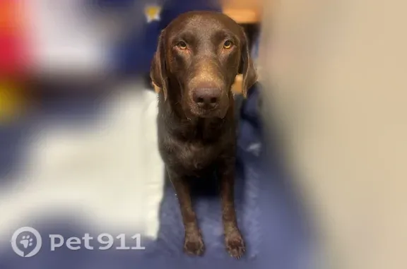Found dog Victorville, photo: Found dog, Llanada Avenue, 16205, Victorville — calm female chocolate Lab