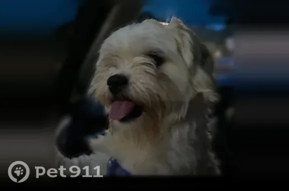 Lost dog, Byron — small white male Shih Tzu - photo