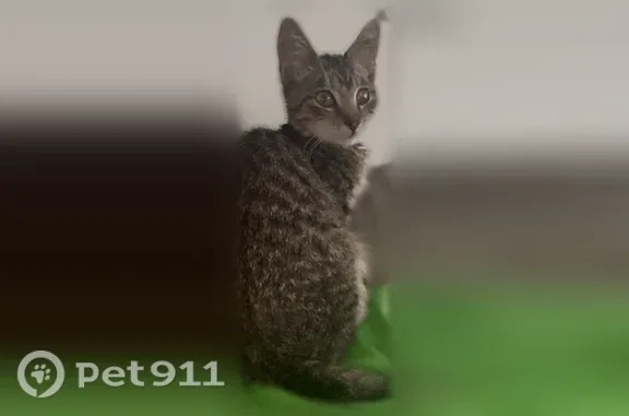 Lost cat, North Eucalyptus Avenue, 211, Inglewood, Santa Monica — male gray and white kitten - photo
