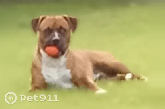 Lost pets Tupman, photo: Lost dog, Tupman, California, Tupman — red coat, blue collar, scar on front leg