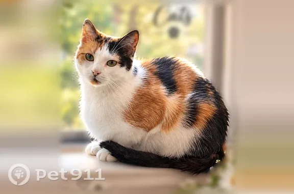 Lost cat, female, Katy Gap Road, 1550, Katy, Houston — calico - photo
