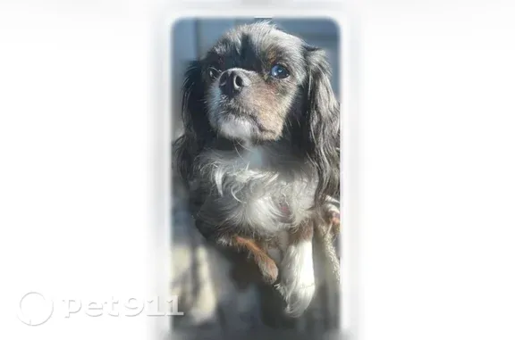 Missing dog Grand Rapids, photo: Lost female dog, Fair Street Southeast, 131, Grand Rapids — pregnant with a partial blue eye