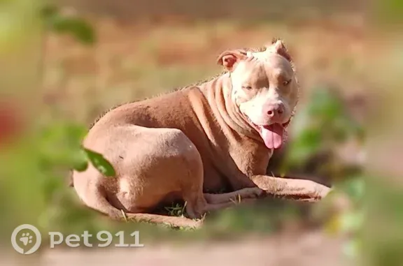 Lost dog, female, King Fisher Road, 3077, Gilmer — fawn-colored and non-aggressive - photo
