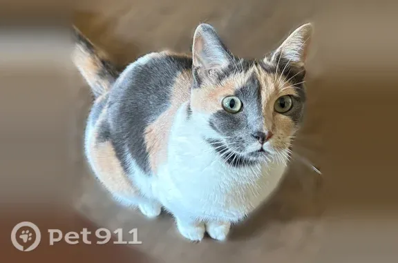 Lost cat, West Hampton Avenue, 8529, Milwaukee — female - photo