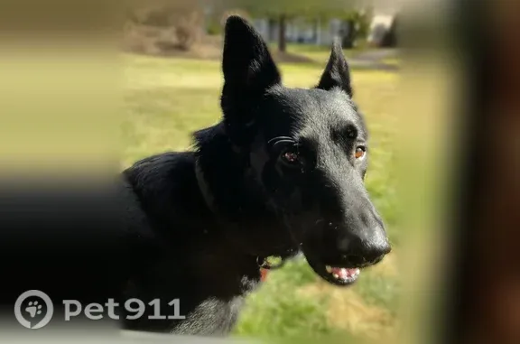 Lost dog, Walden Avenue, 12, Jericho — large male German Shepherd - photo