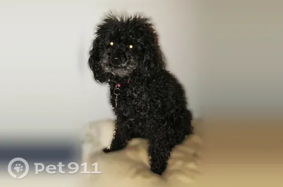 Lost dog, Dallas, Texas, Fort Worth — female small black poodle - photo