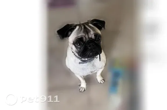 Lost female dog, Mount Auburn Avenue, 907, Dallas — small light-brown pug - photo