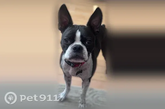 Lost pets Minneapolis, photo: Lost dog, Kirkwood Lane North, 2725, Plymouth, Minneapolis — responds to “Stand”