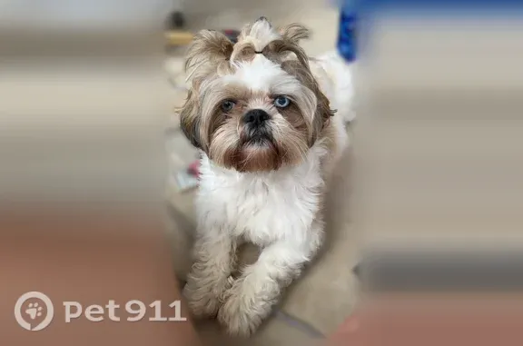 Lost dog, Northwest 79th Street, Miami — small dog with white and tan spots - photo