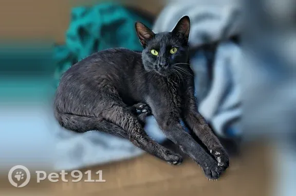 Lost cat, Crinnion Avenue Northeast, 13085, Cedar Springs, Schaumburg — all-black male cat - photo