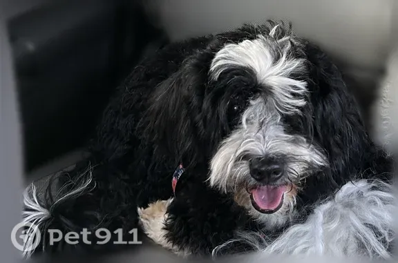Lost dog, Chesapeake Road, 36780, Farmington Hills — female black-and-white Mini Goldendoodle with pink tulip collar - photo