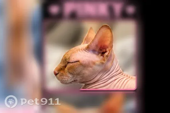Lost pets Cudahy, photo: Lost cat, female, Live Oak Street, 3825, Cudahy
